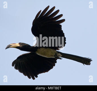 Bonte Tok, African Pied Hornbill, Tockus fasciatus Stockfoto