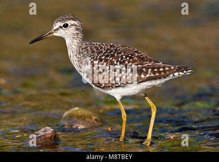 Bosruiter, Bruchwasserläufer, Tringa glareola Stockfoto