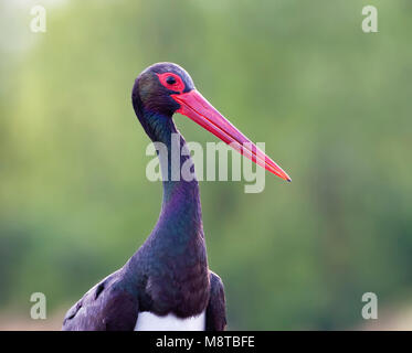 Zwarte Ooievaar, Schwarzstorch, Ciconia nigra Stockfoto