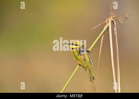 Dwergbijeneter, wenig Bienenfresser Merops pusillus, Stockfoto