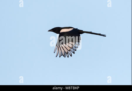 Vliegende Ekster; Fliegen Eurasian Magpie (Pica Pica) Stockfoto