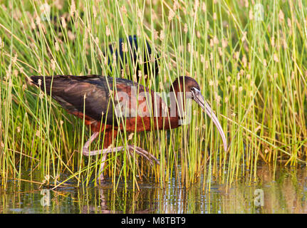 Zwarte Ibis, Ibisse, Plegadis falcinellus Stockfoto