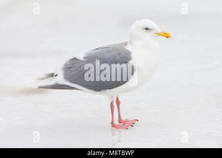 Grote Burgemeester staand op het ijs; Ständige Glaucous Möwe (Larus hyperboreus pallidissimus) auf Eis Stockfoto