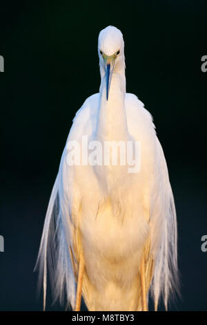 Grote Zilverreiger, Great Egret, Egretta alba Stockfoto