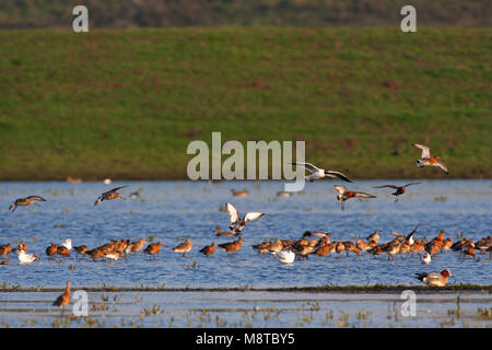 Groep Grutto Landje rustend's op het van Geijsel; Herde der Uferschnepfe ruht in der niederländischen Wiese Stockfoto