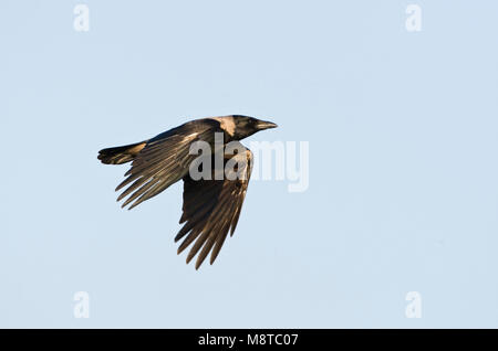 Bonte Kraai, Nebelkrähe, Corvus cornix Stockfoto