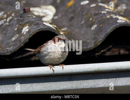 Mannetje Huismus zittend in een dakgoot; Männliche Haus Spatz auf dem Dach Stockfoto