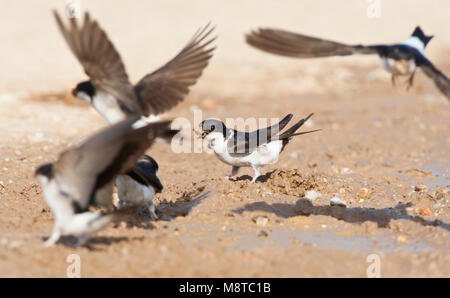 Groep Modder verzamelende Huiszwaluwen; Gruppe Schlamm sammeln gemeinsame Haus Martins (Delichon urbicum) im Flug Stockfoto