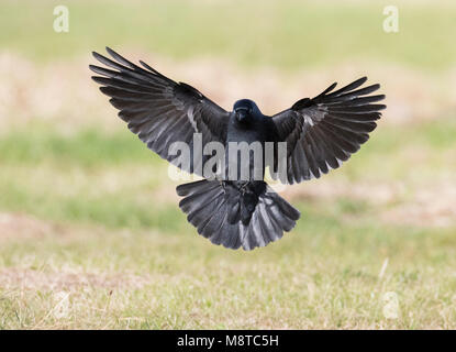 Kauw; Western Dohle (Corvus monedula) Stockfoto