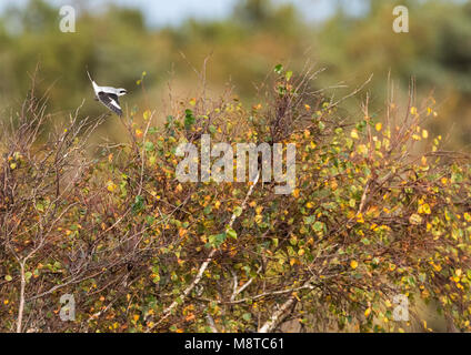 Doortrek Klapekster op op Vlieland; Great Grey Shrike (Lanius excubitor) auf Migration auf einem niederländischen Waddenisland Stockfoto