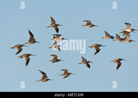 Kleine Grijze Snip in Vlucht; Short-billed Dowitcher (Limnodromus griseus) im Flug Stockfoto