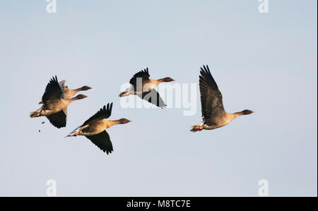 Vliegende familiegroep Kleine Rietganzen in Vlucht; Fliegen Familie Gruppe Rosa-Gänse Stockfoto