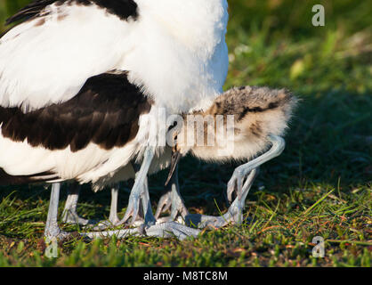 Klutenkuiken probeert onder ouders Vleugels te kruipen in het Wagenjot, Texel; Pied Avocet Küken in Deckung auf Texel, Niederlande Stockfoto