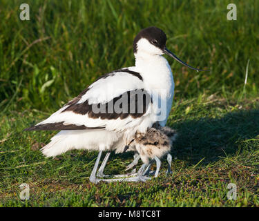 Kluut rustend met Jongen onder de vleugels in het Wagenjot, Texel; Pied Avocet ruht mit Küken unter die Flügel auf Texel, Niederlande Stockfoto