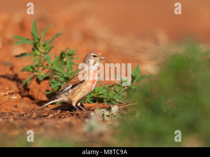 Mannetje Kneu; Männliche gemeinsame Hänfling (Carduelis cannabina) Stockfoto