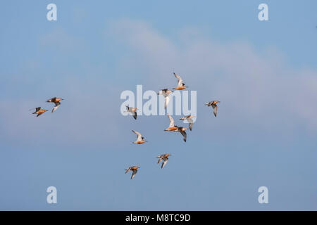 Groep Kanoeten in Vlucht; Herde von Knoten (Calidris Canutus) im Flug Stockfoto