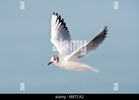 Kokmeeuw, gemeinsame Lachmöwe, Croicocephalus ridibundus Stockfoto