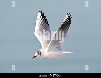 Kokmeeuw, gemeinsame Lachmöwe, Croicocephalus ridibundus Stockfoto