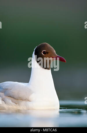 Kokmeeuw, gemeinsame Lachmöwe, Croicocephalus ridibundus Stockfoto