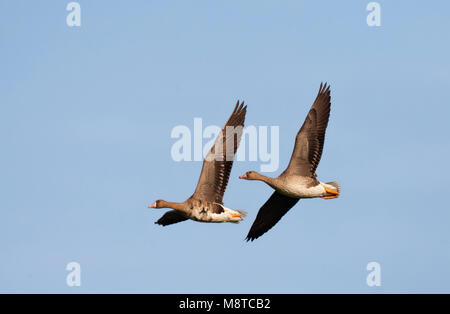 Volwassen en een Eerste - Winter Kolgans in Vlucht; Erwachsene und im ersten Winter white-fronted goose (Anser Albifrons) im Flug Stockfoto