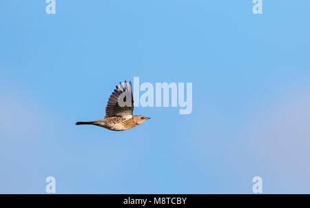 Über doortrek Kramsvogel op Vlieland; Wacholderdrossel (Turdus pilaris) während der Migration über Vlieland, Niederlande Stockfoto