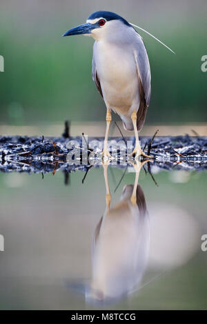 Kwak, Nycticorax nycticorax, Schwarz - gekrönte Night Heron Stockfoto