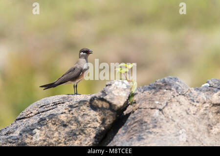 Nach Madagaskar Pratincole Stockfoto