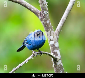 Flowerpiercer Mascurberghoningkruiper, maskiert, Diglossa cyanea Stockfoto