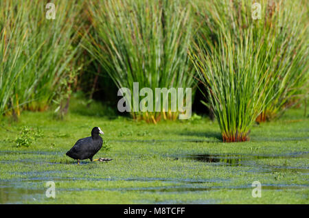 Meerkoet; Eurasischen Blässhuhn (Fulica atra) Stockfoto