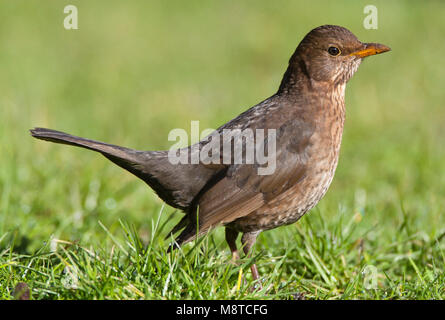 Vrouwtje Merel op een grasveld in een Stadspark; Eurasischen Amsel (Turdus merula) auf einer Wiese in einem Stadtpark gehockt Stockfoto