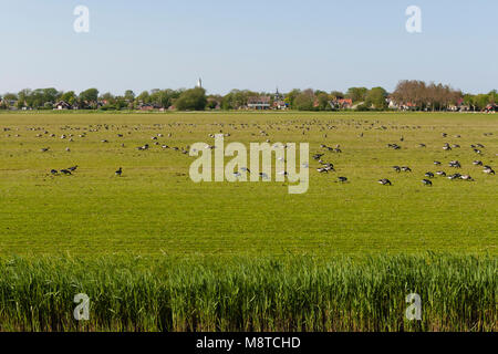 Zwarte Rotgans Groep foeragerend op Weiland; dunkel-bellied Brent Goose nahrungssuche an der Wiese Stockfoto