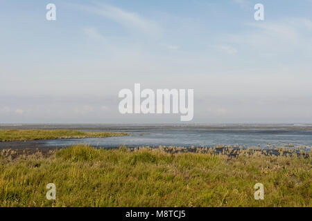 Kust in Westhoek met Vogels in Achtergrond; Küste bei Westhoek mit Vögeln im Hintergrund Stockfoto