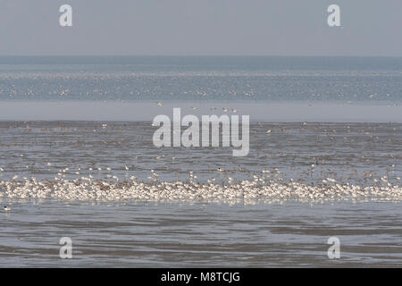 Groep Kluten rustend op Zee, Pied Avocet Herde am Meer ausruhen Stockfoto