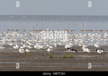 Grote groepen Vogels in Westhoek ; vogel Herden an Westhoek Stockfoto