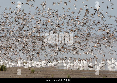 Grote groepen Vogels in Westhoek ; vogel Herden an Westhoek Stockfoto