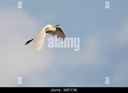 Middelste Zilverreiger, Mittelstufe Egret, Egretta intermedia Stockfoto