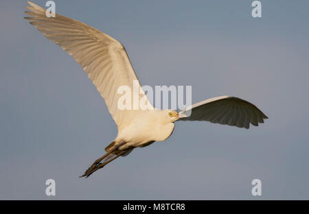 Middelste Zilverreiger, Mittelstufe Egret, Egretta intermedia Stockfoto