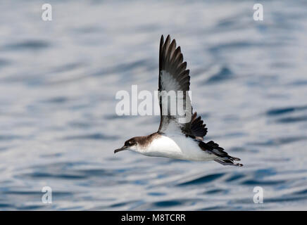 In noordse Pijlstormvogel vlucht; Manx Shearwater (Puffinus puffinus) im Flug Stockfoto