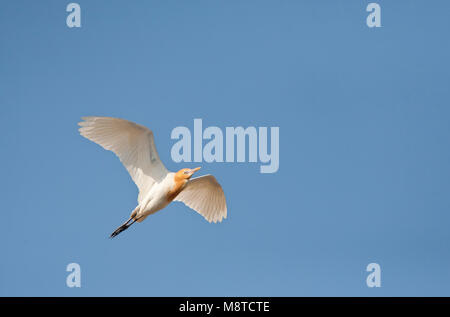 Östlichen Kuhreiher (Bubulcus coromandus) Fliegen über Happy Island, China Stockfoto