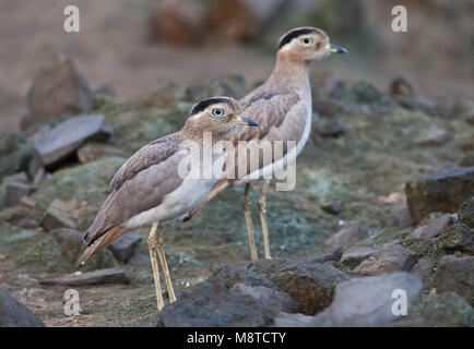 Peruaanse Griel, peruanische mit dickem Knie, Burhinus superciliaris Stockfoto