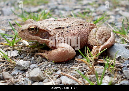 Eine braune Frosch auf steinigem Boden. Stockfoto