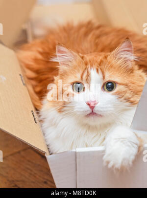 Nach ziemlich rote Katze mit Kratzer auf der Nase in Feld Stockfoto