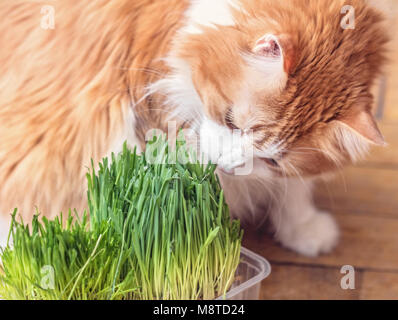 Ziemlich nach rote Katze frisst Gras Hafer gekeimt Stockfoto