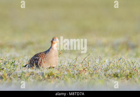 Patrijs zittend in Veld; Rebhuhn im Feld gehockt Stockfoto