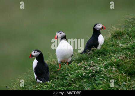 Papegaaiduiker staand op Rots; Papageitaucher auf Felsen Stockfoto