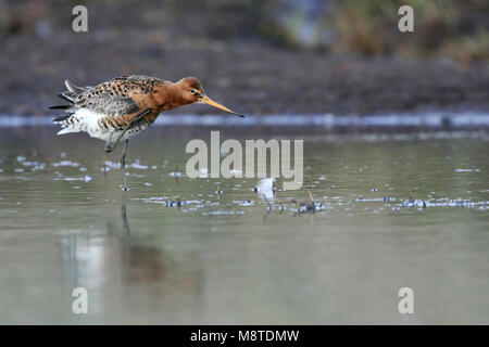 Wadende Grutto; Waten Uferschnepfe Stockfoto