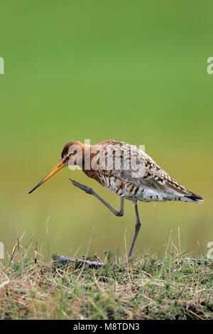 Volwassen mannetje Grutto in Weiland; Männchen Uferschnepfe in der Wiese Stockfoto