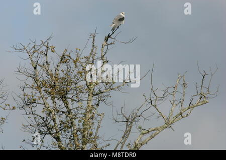 Schwarz - geflügelte Drachen in Tree Portugal, Grijze Wouw zittend in Boom Portugal gehockt Stockfoto