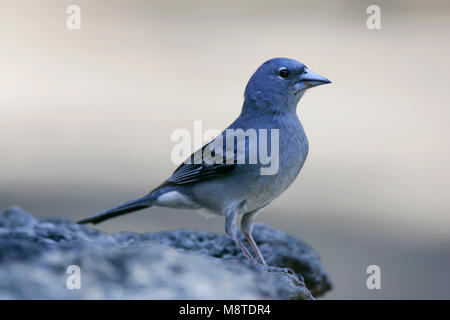 Volwassen mannetje Blauwe Vink; Männchen Blau Buchfink Stockfoto