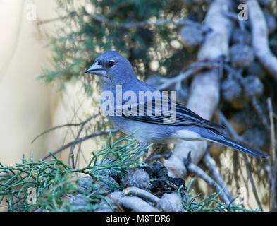 Volwassen mannetje Blauwe Vink; Männchen Blau Buchfink Stockfoto